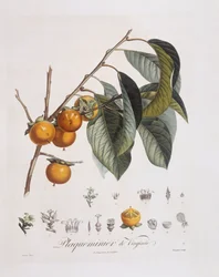 Japanische Persimone oder Kaki (Diospyros kaki), botanische Tafel von Pierre Jean Francois Turpin