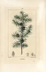 Wacholderbaum, Juniperus vulgaris, zeigt Blatt, Beere und Stiel