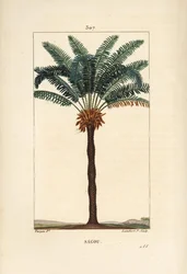 Großer Zweig oder große Cycas - Königin-Sago, Cycas circinalis, mit Blatt, Samen und Stamm. Handkolorierter Kupferstich von Lambert Junior nach einer Zeichnung von Pierre Jean-François Turpin aus Chaumeton, Poiret und Chamberet