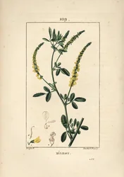Gelber Steinklee