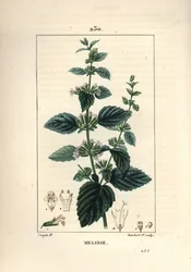 Gartenmelisse - Zitronenmelisse, Melissa officinalis