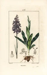 Frühpurpur- oder Männliches Knabenkraut, Orchis mascula, mit Blume, Stängel, Blatt und Knolle. Handkolorierte Punktkupferstichgravur von Lambert Junior nach einer Zeichnung von Pierre Jean-Francois Turpin aus Chaumeton, Poiret und Chamberet