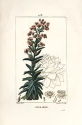 Große Fetthenne - Gemeine Hauswurz, Sedum majus