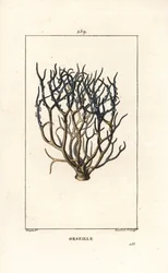 Orseille oder Französisches Purpur (Flechte)