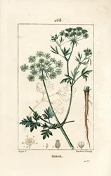 Petersilie, Petroselinum crispum, mit Blume, Blatt, Stängel, Wurzel und Samen. Handkolorierter Kupferstich von Lambert Junior nach einer Zeichnung von Pierre Jean-Francois Turpin aus Chaumeton, Poiret und Chamberet