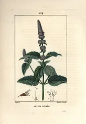 Pfefferminze, Mentha piperita. Handkolorierter Kupferstich von Lambert Junior nach einer Zeichnung von Pierre Jean-Francois Turpin aus Chaumeton, Poiret und Chamberets „La Flore Medicale“, Paris, Panckoucke