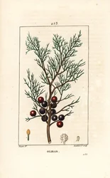 Phönizischer Wacholder, Juniperus phoenicea, mit Zweig, Blatt und Beere. Handkolorierter Kupferstich von Lambert Junior nach einer Zeichnung von Pierre Jean-Francois Turpin aus Chaumeton, Poiret und Chamberets „La Flore Medicale“, Paris, Panckoucke