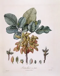 Pistazie (Pistacia vera), botanische Tafel von Pierre Jean Francois Turpin
