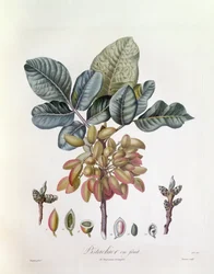 Pistazie, botanische Tafel von Pierre Jean Francois Turpin