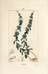 Polei-Minze, Mentha pulegium, mit Blüte, Blatt, Stängel, Wurzel und Samen. Handkolorierter Kupferstich von Lambert Junior nach einer Zeichnung von Pierre Jean-Francois Turpin aus Chaumeton, Poiret und Chamberet