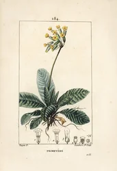 Echte Schlüsselblume, Primula veris, mit Blume, Blatt und Wurzeln. Handkolorierte Punktkupferstichgravur von Lambert Junior nach einer Zeichnung von Pierre Jean-Francois Turpin