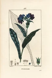 Lungenkraut, Pulmonaria officinalis, mit Blüte, Blatt, Stängel und Blattumriss. Handkolorierter Kupferstich von Lambert Junior nach einer Zeichnung von Pierre Jean-Francois Turpin aus Chaumeton, Poiret und Chamberet