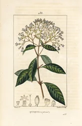 Chinarindenbaum, Cinchona officinalis, mit Blüte, Zweig, Blatt und Samen. Handkolorierter Kupferstich von Lambert Junior nach einer Zeichnung von Pierre Jean-Francois Turpin aus Chaumeton, Poiret und Chamberet