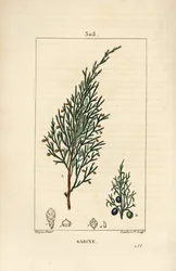 Sabiner Wacholder, Juniperus sabina, mit Beere, Blatt, Stiel und Samen