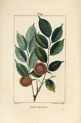 Drachenblutbaum, Pterocarpus officinalis, mit Blatt, Frucht und Samen