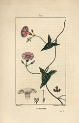 Skammonie - Scammony, Convolvulus scammonia, mit Blüte, Blatt, Stängel und Kletterranke. Handkolorierter Kupferstich von Lambert Junior nach einer Zeichnung von Pierre Jean-Francois Turpin aus Chaumeton, Poiret und Chamberet