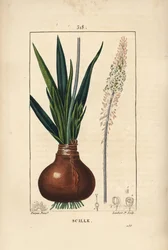 Meerzwiebel, Drimia maritima, mit Zwiebel, Blatt, Stängel und Blüte. Handkolorierter Kupferstich von Lambert Junior nach einer Zeichnung von Pierre Jean-François Turpin aus Chaumeton, Poiret und Chamberet