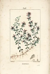 Kriechender Thymian oder wilder Thymian, Thymus serpyllum, mit Blume, Blatt, Stiel und Wurzel