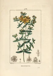 Johanniskraut - Echtes Johanniskraut, Hypericum perforatum