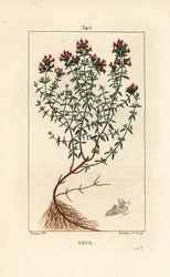 Thymian, Thymus vulgaris, mit Blüte, Blatt, Stängel und Wurzel. Handkolorierter Kupferstich von Lambert Junior nach einer Zeichnung von Pierre Jean-Francois Turpin aus Chaumeton, Poiret und Chamberet