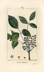 Giftige Liane - Giftsumach, Toxicodendron pubescens. Handkolorierter Kupferstich von Lambert Junior nach einer Zeichnung von Pierre Jean-Francois Turpin aus Chaumeton, Poiret und Chamberet