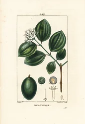 Brechnussbaum, Strychnos nux-vomica, mit Frucht, Samen, Blatt und Blume. Handkolorierter Kupferstich von Lambert Junior nach einer Zeichnung von Pierre Jean-Francois Turpin aus Chaumeton, Poiret und Chamberet