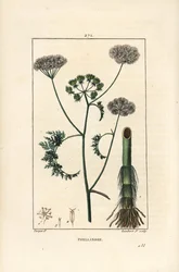 Wasserschierling, Oenanthe aquatica, mit Blüte, Blatt, Stängel und Wurzel. Handkolorierter Kupferstich von Lambert Junior nach einer Zeichnung von Pierre Jean-Francois Turpin aus Chaumeton, Poiret und Chamberet