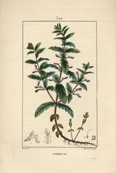 Wassergamander - Teucrium scordium, zeigt Blume, Blatt, Stängel und Wurzeln. Handkolorierter Kupferstich von Lambert Junior nach einer Zeichnung von Pierre Jean-Francois Turpin aus Chaumeton, Poiret und Chamberet