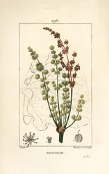 Wilder Rhabarber - Rhapontik- oder Falscher Rhabarber, Rheum rhapontium, mit Blüte, Stängel, Samen und Blattumriss. Handkolorierter punktierter Kupferstich von Lambert Junior nach einer Zeichnung von Pierre Jean-François Turpin aus „La“ von Chaumeton
