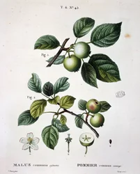 Wilder Apfelbaum - in "Nouveau Duhamel du Monceau ou traité des arbres et arbustes que le culture en France", Figuren nach Zeichnungen von P.J. Redouté und P. Bessa, Paris