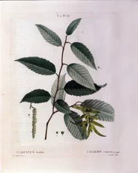 Botanik: Zweig der Hainbuche. Tafel aus „Nouveau Duhamel du Monceau oder Abhandlung über Bäume und Sträucher, die in Frankreich kultiviert werden“ Aquarell von Pierre Joseph Redouté (1759-1840) 1819