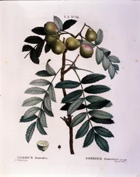 Botanik: Zweig des Speierlings (Sorbus domestica). Tafel aus „Nouveau Duhamel du Monceau oder Traité des Arbres et Arbustes Cultivés en France“. Aquarell von Pierre Joseph Redouté (1759-1840) 1819