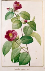 Camellia japonica