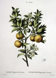 Chinesischer Bitterorangenbaum - in „Nouveau Duhamel ou traité des arbres et arbustes que l