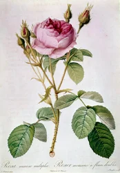 Rosen-Planche von Pierre Joseph Redoute (1759-1840) 1817 Paris, B.N.