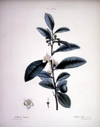 Thea Bohea - Der Bou von Redoute. - in „Nouveau Duhamel du Monceau ou traité des arbres et arbustes que le culture en France“, Figuren nach den Zeichnungen von P.J. Redoute und P. Bessa, Paris