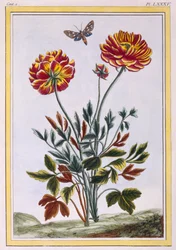 Eine Vielzahl von doppelt blühenden gelben Mohnblumen, veröffentlicht 1776