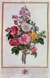 Rosenstrauß Lithographie von Pierre Joseph Buchoz (1731-1807) 18. Jahrhundert Paris, B.N.
