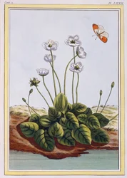 Parnassgras