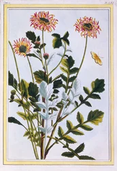 Äthiopische Arctotis Afrikanische Gänseblümchen, veröffentlicht 1776