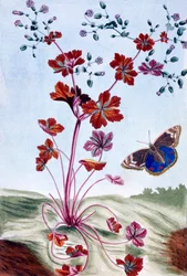 Glänzender Storchschnabel, veröffentlicht 1776