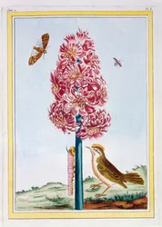 Hyazinthe