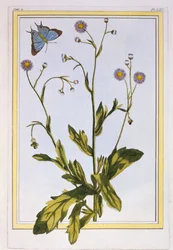 Kanadisches Flohkraut, veröffentlicht 1776