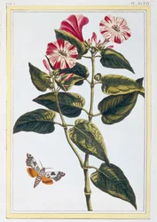 Die Schöne der Nacht, 1776