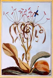 Meereslilie, veröffentlicht 1776
