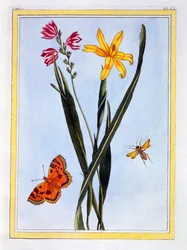 Südamerikanische Ixia, veröffentlicht 1776
