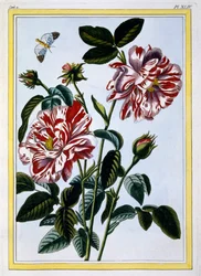 Die bunte Rose von England, veröffentlicht 1776