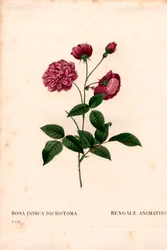 Rosa chinensis Hybrid, Bengalische Rose. Handkolorierter Kupferstich aus Pierre Joseph Redoutés „Les Roses“, Paris