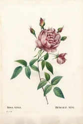Bengalische Nini-Rose, Rosa indica ninia. Handkolorierter Kupferstich aus Pierre Joseph Redoutés „Les Roses“