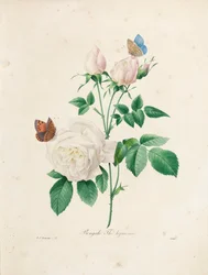 Bengale Thé Hyménée, graviert von Victor, aus 